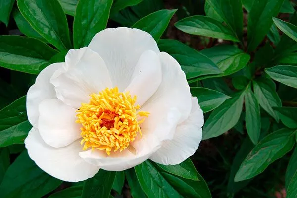 Родосский (Paeonia rhodia)