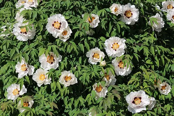 Рока (Paeonia Rockii)