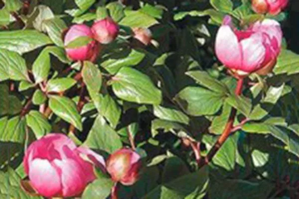 Русса (Paeonia russoi)