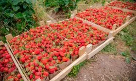 Сбор и хранение