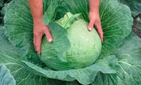 Описание плодов