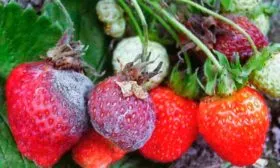 Серая гниль