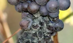 Серая гниль