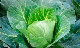 sort-kapusti-kazachok