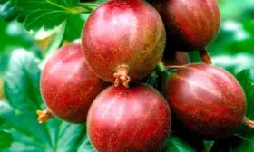 Срок созревания и урожайность