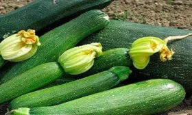 Срок зрелости плодов, урожайность