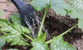 Тонкости агротехники