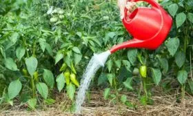 Тонкости агротехники копия