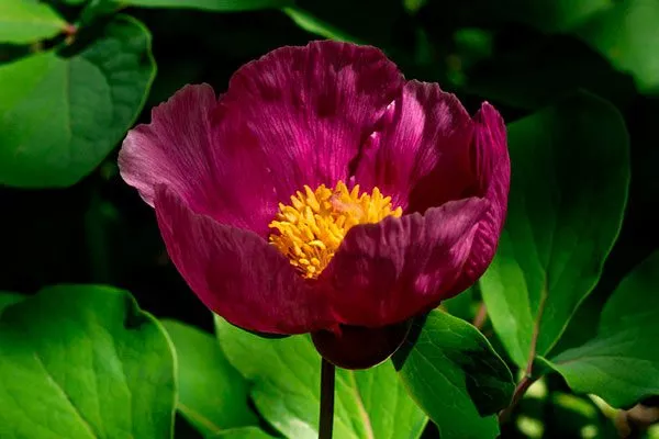 Триждытройчатый (Paeonia triternata)