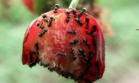 Улитки, рыжие муравьи, многоножки