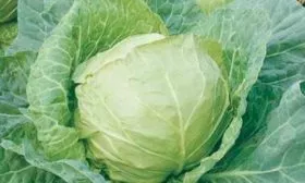 Урожайность