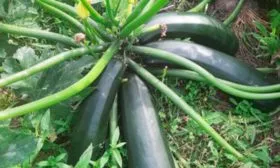 Урожайность, когда созревает