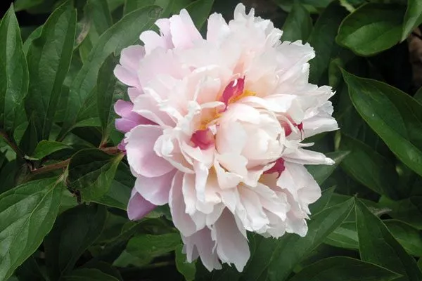 Весенний (Paeonia vernalis)