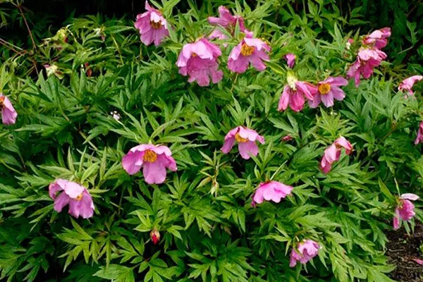 Вича (Paeonia veitchii)