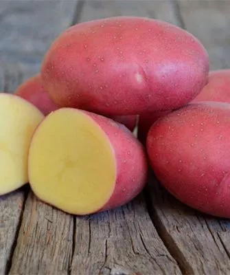 Вкусовые качества картофеля Мемфис