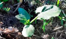 Выращивание и уход