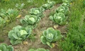 Выращивание и уход