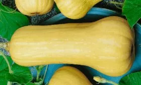 Кабачок сорт ореховый