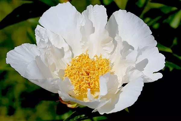 Японский (Paeonia japonica) 2