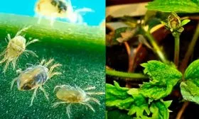 Земляничный клещ