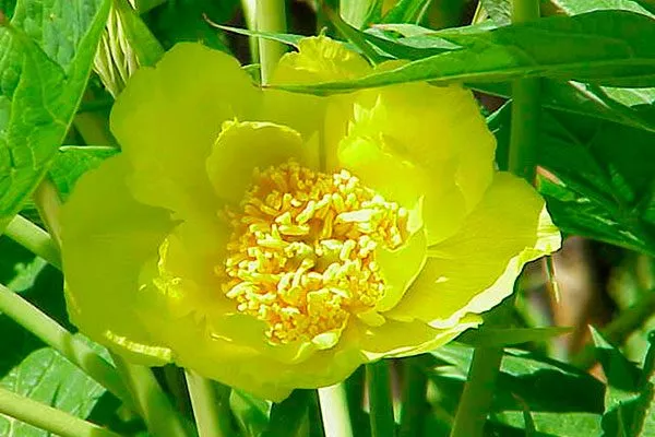 жёлтый (Paeonia lutea)