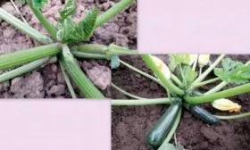 молодой куст