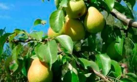 Груша верная дерево