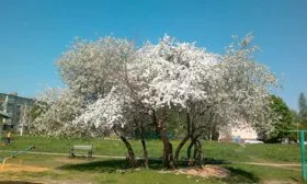 vishnya-kharitonovskaya-