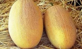 Описание сорта