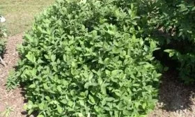 Жимолость куст