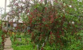 Вишня дерево