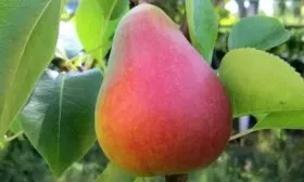 Характеристика плодов