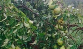 Груша феерия крона