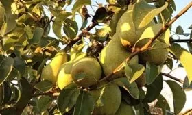 Урожайность