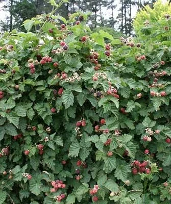 куст