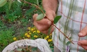 Черенкование