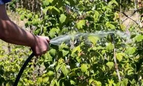 Полив малины