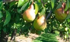 Характеристики