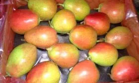 Сбор урожая