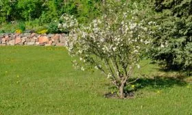 Вишня кармин