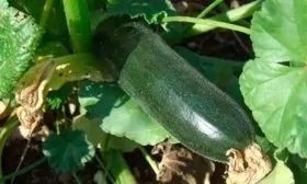 Сбор урожая