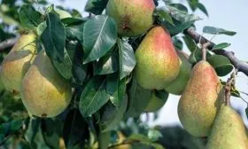 Богатая описание