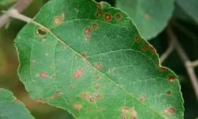 Болезни и вредители