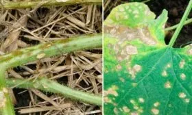 Болезни и вредители