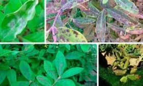 Борьба с болезнями и вредителями