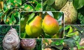 Борьба с болезнями и вредителями