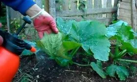 Борьба с вредителями