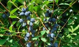 урожайность