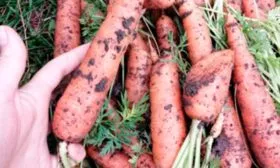 Чем-и-когда-подкармливать