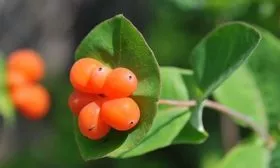 Урожайность